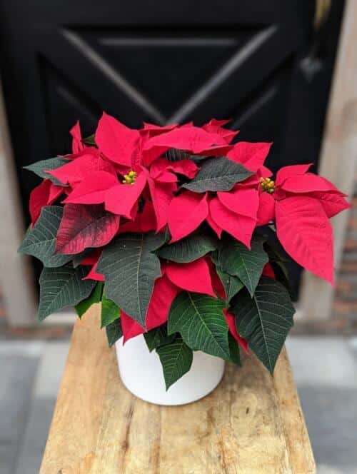 A white ceramic pot with red 6" poinsettia