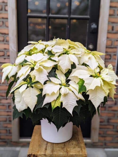 large white ceramic with a 10" white poinsettia