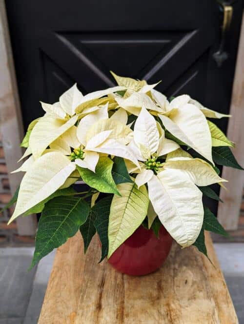 a dark red ceramic container with a 6" white poinsettia