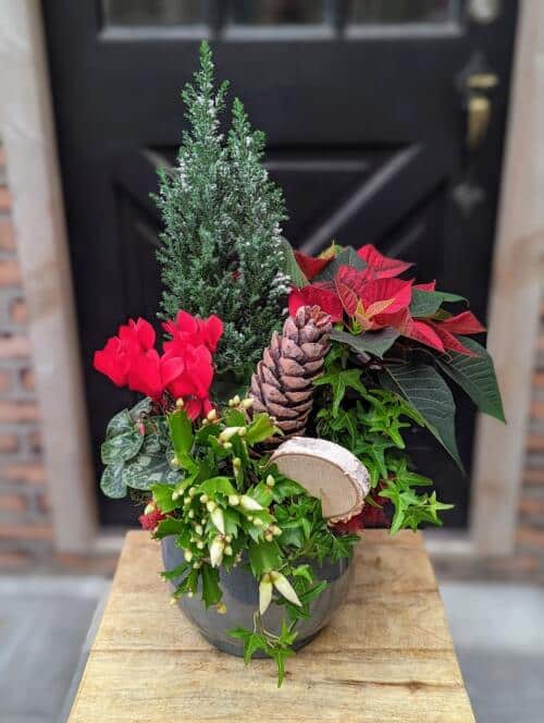 a grey ceramic filled with holiday plants. flocked cypress, red poinsettia, red cyclamen, ivy, christmas cactus and festive adornments.