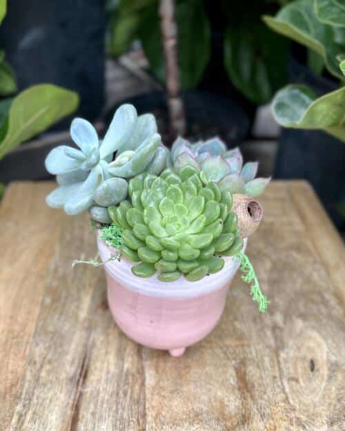 The Watering Can | This kit features a soft pink ceramic with 3 assorted succulents and moss.