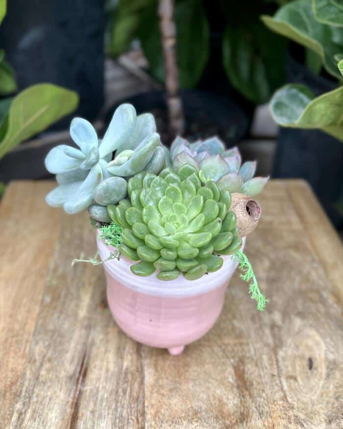 The Watering Can | This kit features a soft pink ceramic with 3 assorted succulents and moss.