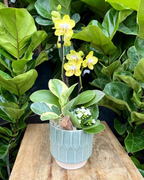 The Watering Can | This kit features a bluish green ceramic pot, yellow orchid, white kalanchoe and a pepperomia and moss.