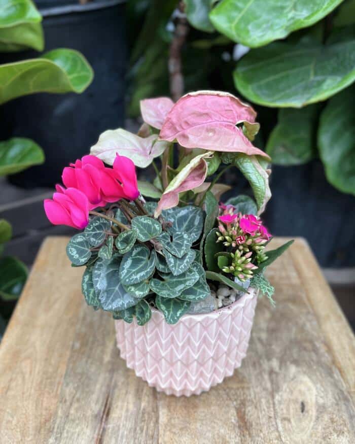 The Watering Can | This kit features a pink kalanchoe, cyclamen and a tropical plant with moss and stones to decorate.