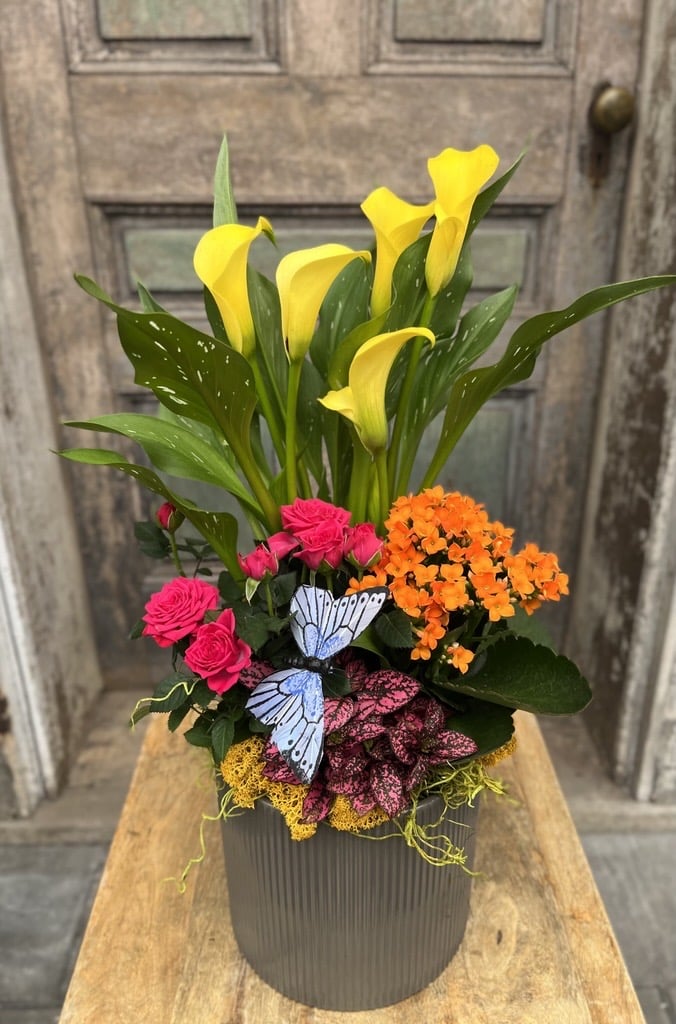 The Butterfly Oasis arrangement shown from the side, with yellow calla lilies rising above hot pink and orange blooms and a blue butterfly accent in a grey ribbed pot.