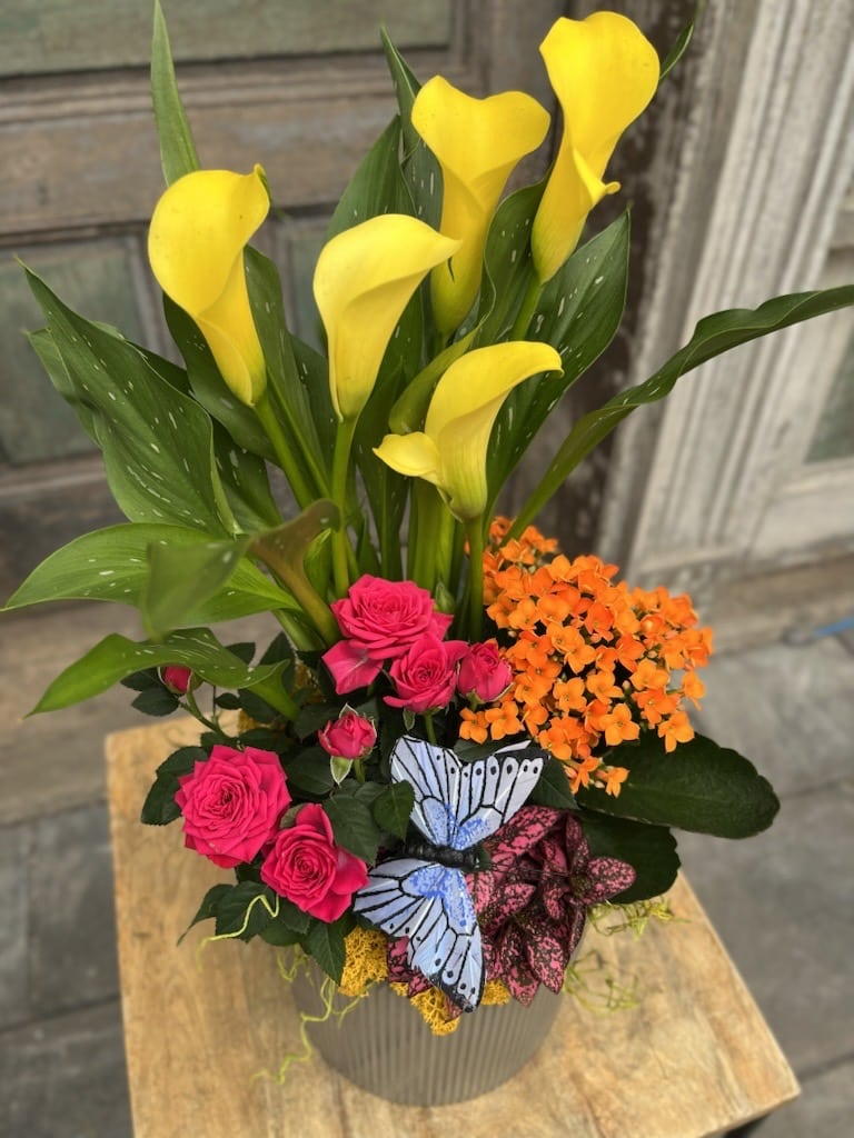 A vibrant Butterfly Oasis floral arrangement of yellow calla lilies, hot pink carnations, and orange kalanchoe, accented with a decorative blue butterfly in a grey ribbed pot.