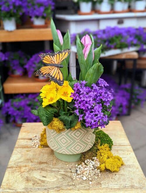 The Watering Can | This kit features a tulip, primula and campanula in a ceramic container with moss and a butterfly.