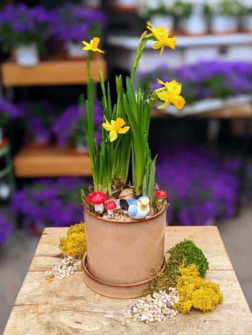 The Watering Can| This kit features daffodils and iris' and comes with a bird, mushroom, moss and stones to decorate.