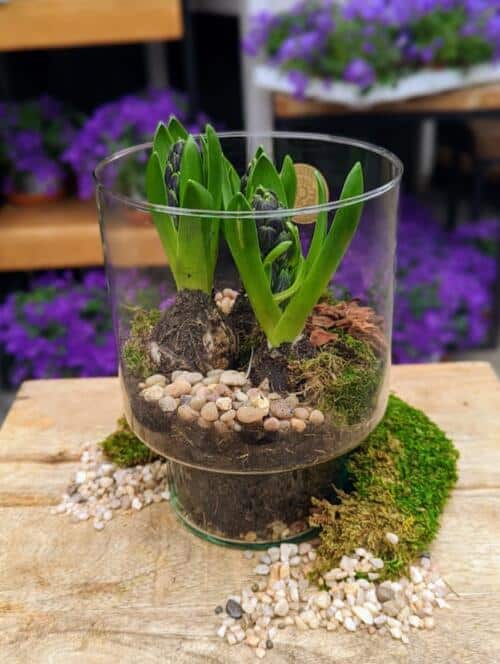 The Watering Can| This kit includes hyacinth, a glass vases, moss and stones.