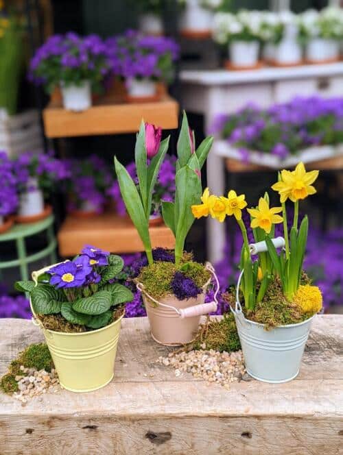 The Watering Can | The kit includes 3 tin pails, a daffodil, primula, tulips and decorations.