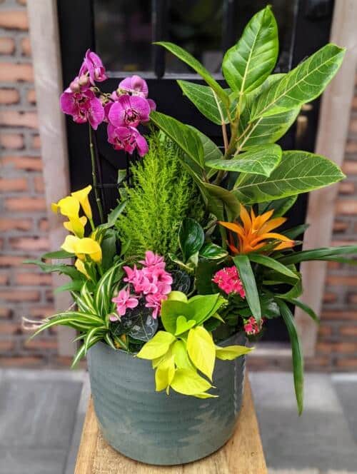 a large green ceramic, filled with tropical plants and flowers. featuring variegated ficus, lemon cypress, orange bromeliad, pink kalanchoe and cyclamen and more