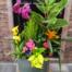 a large green ceramic, filled with tropical plants and flowers. featuring variegated ficus, lemon cypress, orange bromeliad, pink kalanchoe and cyclamen and more