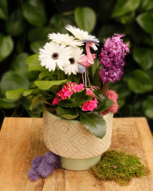 The Watering Can | This kit features a ceramic pot, gerbera, kalanchoe and hyacinth plus moss and a flamingo decoration.