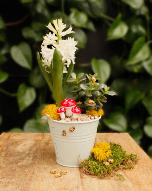 The Watering Can | This kit features a tin pot, hyacinth, succulent, stones, moss and little bee decorations.