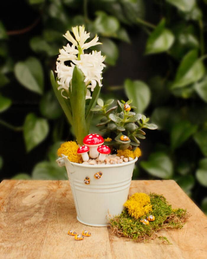 The Watering Can | This kit features a tin pot, hyacinth, succulent, stones, moss and little bee decorations.