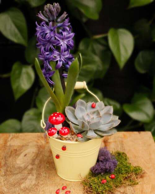 The Watering Can | This kit features a tin pot with a hyacinth, succulent, stones, moss and tiny ladybug decorations.