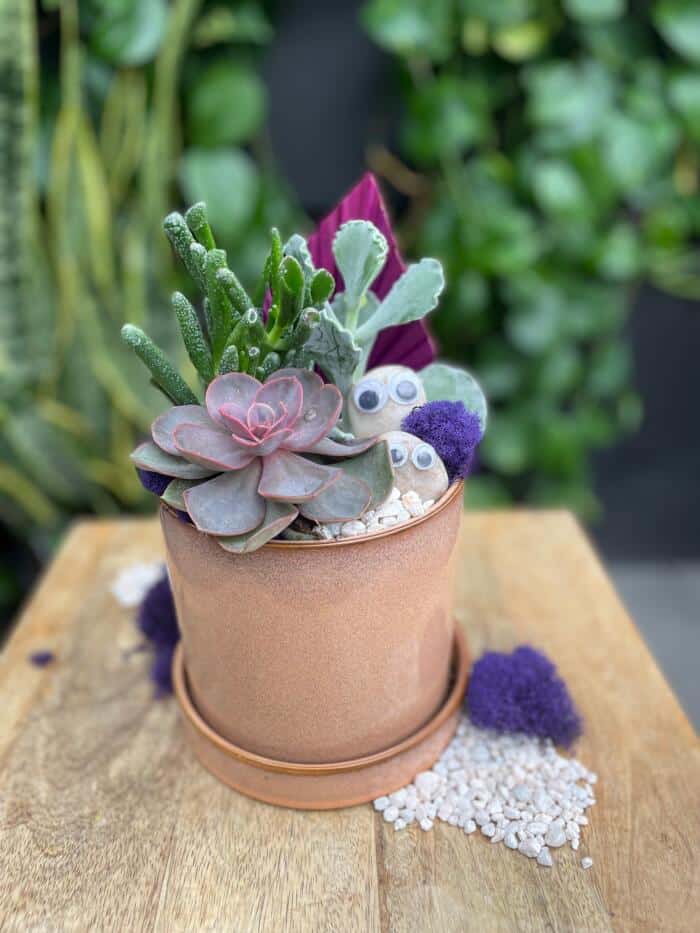 The Watering Can | This kit features a ceramic pot with 3 assorted succulents, moss, gravel stones and 2 river rocks with googly eyes.