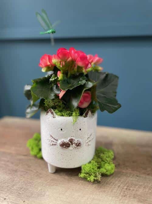 The Watering Can | This kit comes in a white ceramic kitty pot with a begonia, moss and a dragonfly pick.