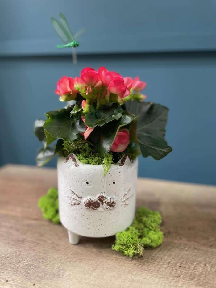 The Watering Can | This kit comes in a white ceramic kitty pot with a begonia, moss and a dragonfly pick.