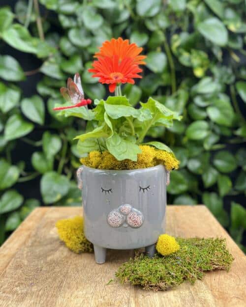 The Watering Can | This kit features a dog shaped pot, gerbera, moss and a dragonfly pick.