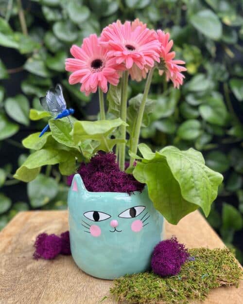 The Watering Can | This kit features a blue cat shaped pot, gerbera, moss and a dragonfly pick.