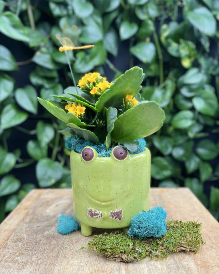 The Watering Can | This kit features a pot shaped like a frog and comes with a kalanchoe and blue moss.