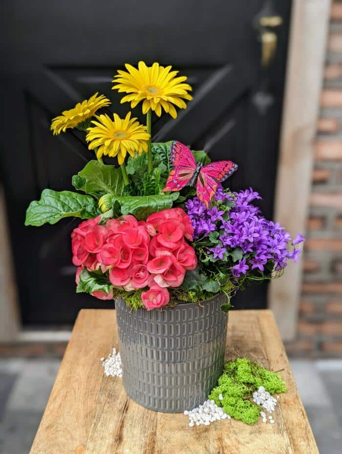 The Watering Can | This kit features a gerbera, begonia and campanula plants with moss and a butterfly.