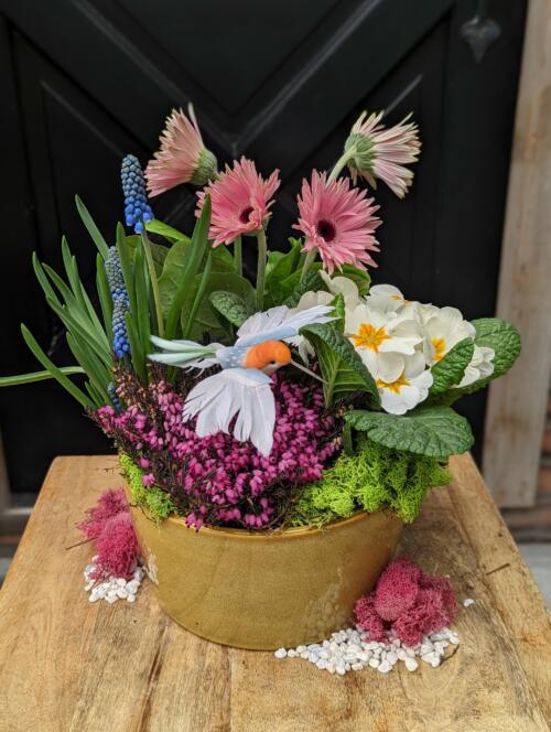 The Watering Can | This kit includes a gerbera, primula, heather and muscari plants with moss and a hummingbird decoration.