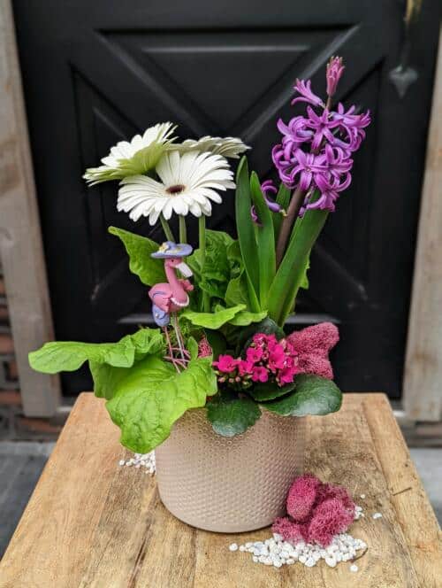 The Watering Can | This kit features a gerbera, hyacinth and kalanchoe plants with soil, moss and a flamingo decoration.