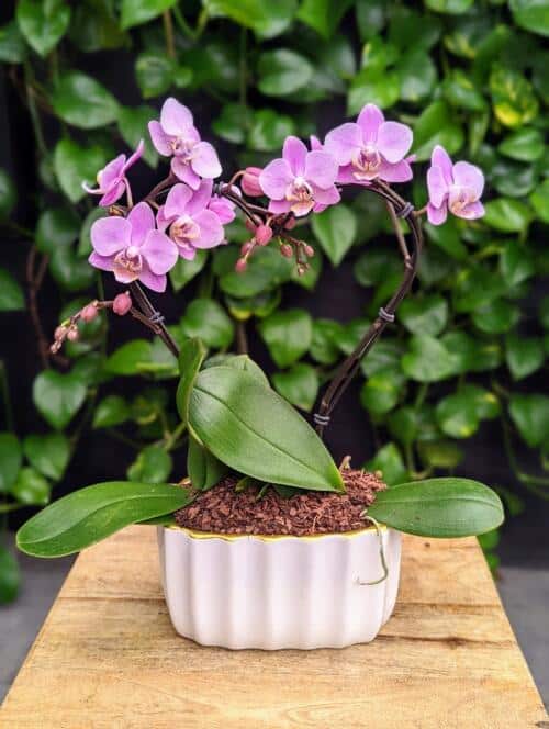 a pink orchid plant in the shape of a heart in a white ceramic pot