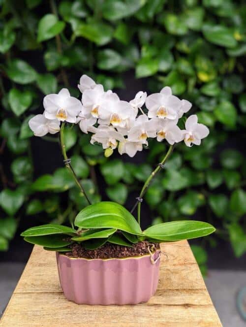 a white orchid in the shape of a heart in a pink ceramic