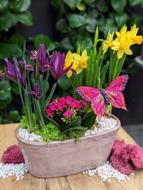 The Watering Can - This kit features an oval ceramic, iris, daffodils, kalanchoe, stones, moss and a butterfly decoration.