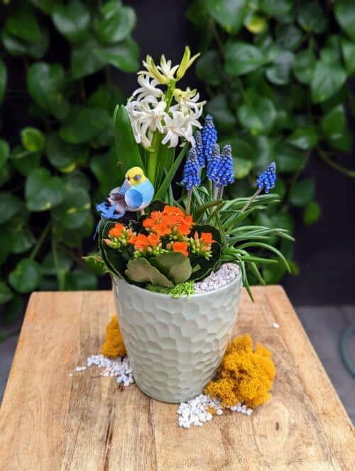 The Watering Can - This kit features a hyacinth, muscari and kalanchoe plants with a ceramic pot, stones, moss and a bird decoration.