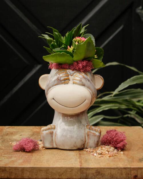 Little Monkey Business