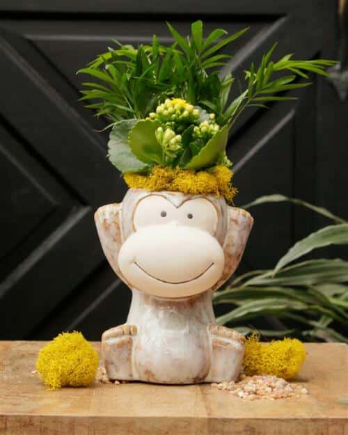 Monkey See, Monkey Grow