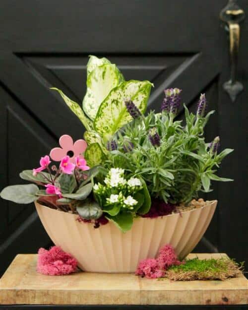The Watering Can | This kit features an oval pot with assorted plants like lavender, tropical, kalanchoe and african violet plus moss, stones and decorations.