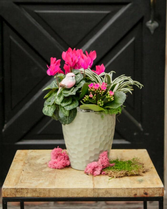 The Watering Can | This kit features a ceramic pot, cyclamen, tropical plant, kalanchoe, stones, moss and a decorative bird.