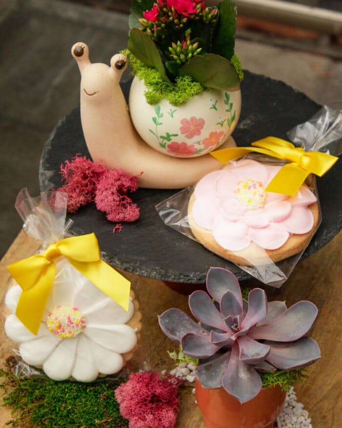 The Watering Can | This kit features a snail shaped ceramic and a mini ceramic, 2 plants and 2 sugar cookies.