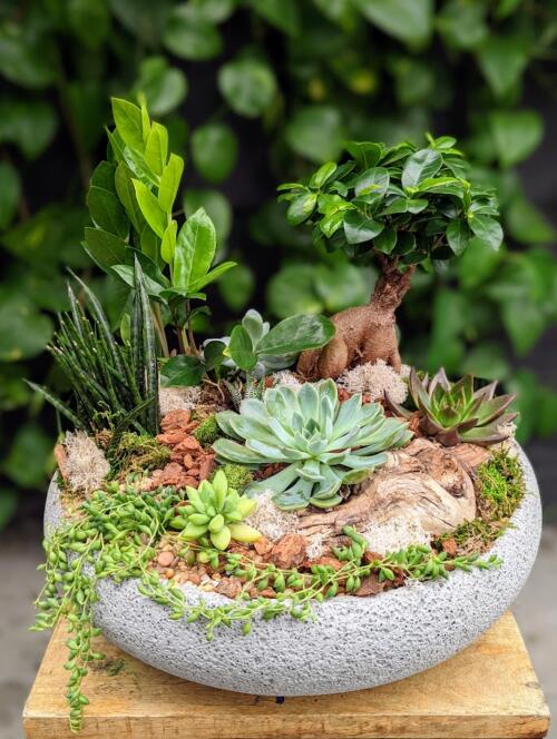 A large low cement bowl filled with succulents, snake plants, zz plants and a bonsai