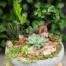 A large low cement bowl filled with succulents, snake plants, zz plants and a bonsai