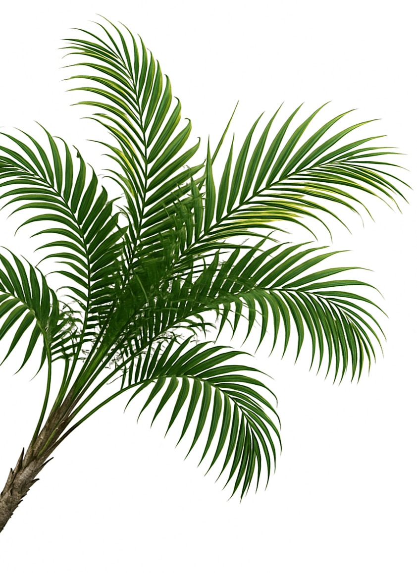 majestypalmbg2
