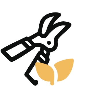 pruning