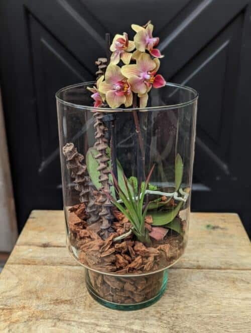 A glass pedestal terrarium with a peach orchid, red tipped airplant, orchid bark and moss.