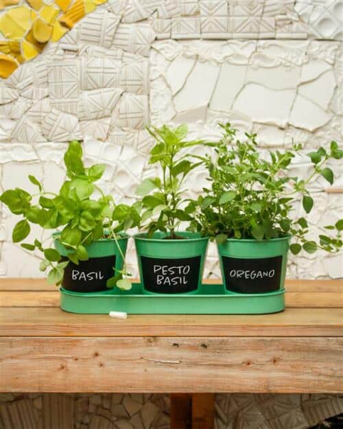 The Watering Can | This kit features 3 tin pots with a matching tray, 3 assorted herbs and soil.