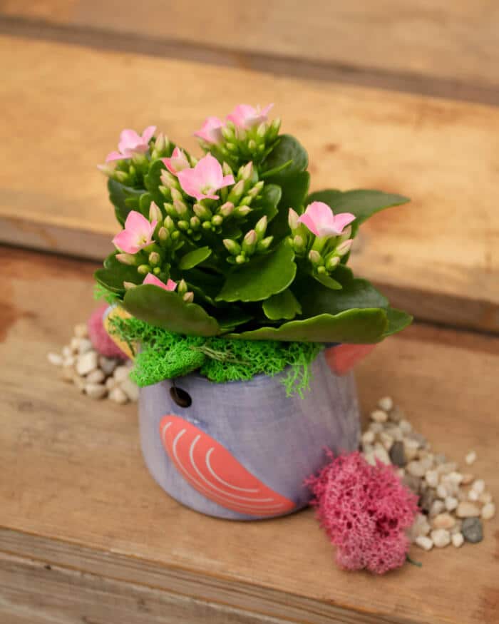 Chirpy Jr. - DIY - Image 3