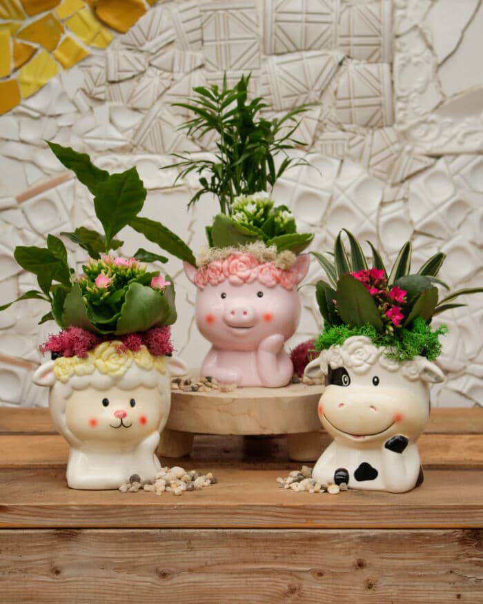 The Watering Can | This kit features an animal pot of your choice pig, sheep or cow and it comes with 2 plants, soil and moss.