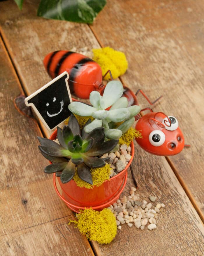 The Watering Can | This kit features a tin pot accompanied by a tin ant. It also comes with 2 succulents, moss and decorations.