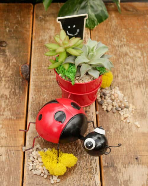 The Watering Can | This kit features a tin pot with a tin ladybug attached to it and includes 2 succulents, moss, soil and decorations.