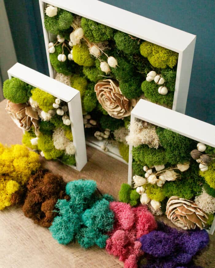 Moss Art Collection - DIY - Image 3