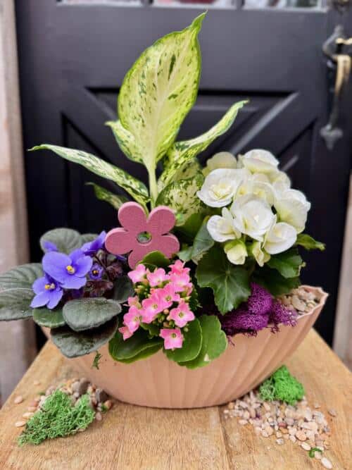 The Watering Can | This kit features a begonia, african violet, kalanchoe and a tropical plant inside a soft pink oval shaped container with moss and decorations.